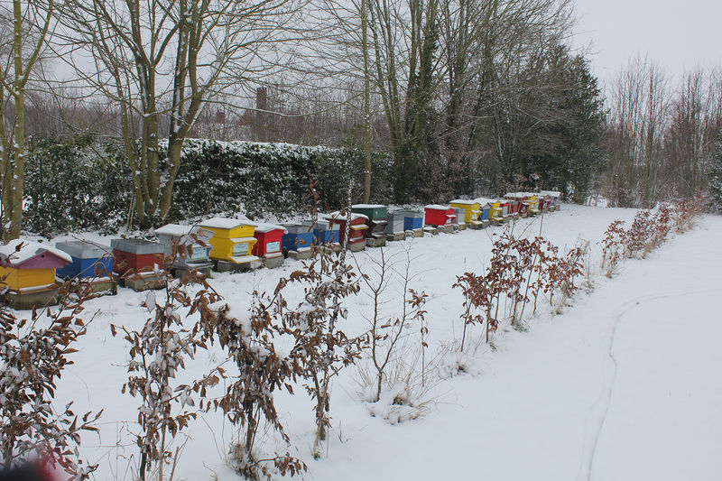 La ruche Stode Bopied